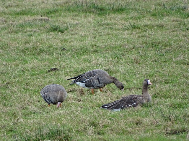侠替补的出 侠替补的出